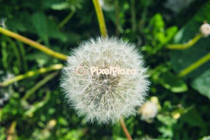 Close-Up of a Dandelion Seed Head in Spring